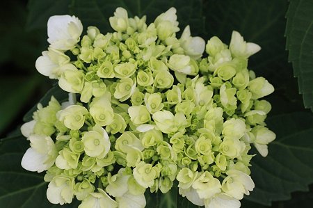 2011.05.26　和泉川　紫陽花