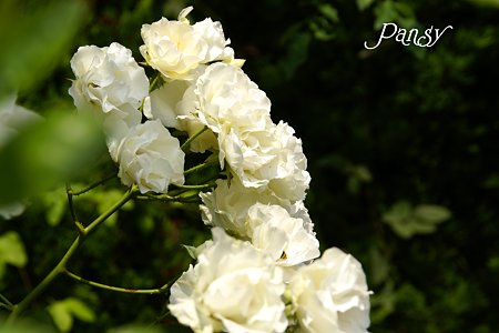 white・・