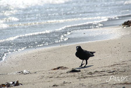 ときには・・カラスのモデルさん・・