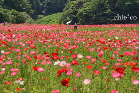 くりはま花の国-284