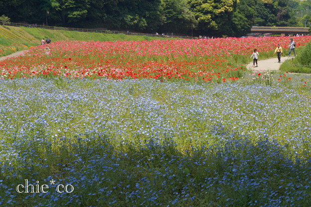 くりはま花の国-302