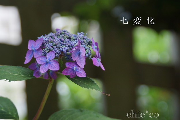 瀬戸神社~山あじさい-396