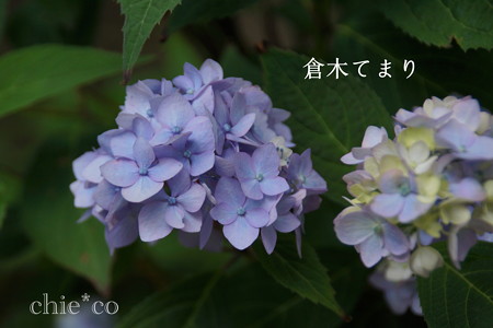瀬戸神社~山あじさい-398