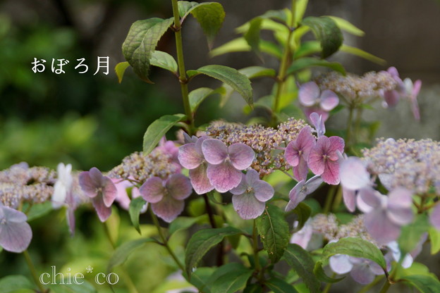 瀬戸神社~山あじさい-415