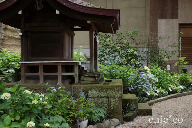 瀬戸神社~山あじさい-429