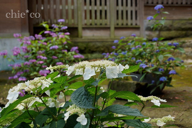 瀬戸神社~山あじさい-436