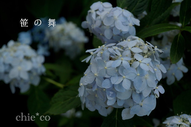 瀬戸神社~山あじさい-440