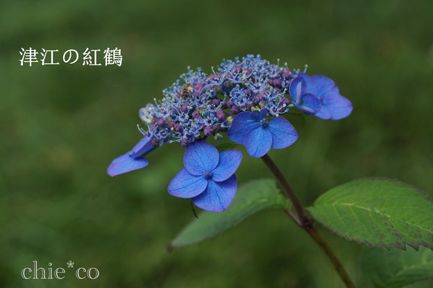 瀬戸神社~山あじさい-450