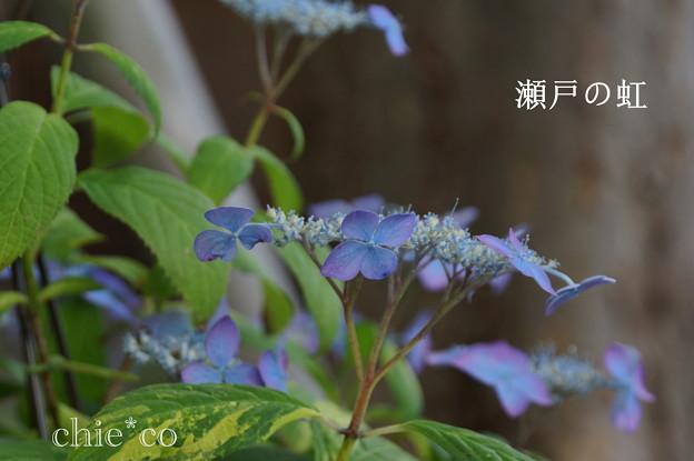 瀬戸神社~山あじさい-454