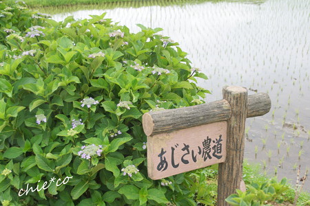 開成町~あじさい-106