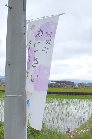 開成町~あじさい-107