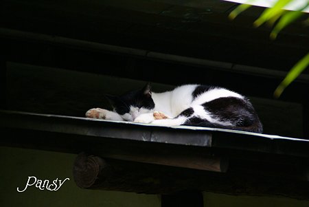 お茶室の眠り猫・・