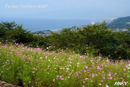 海のみえるコスモス畑・・丘の上の秋桜・・1