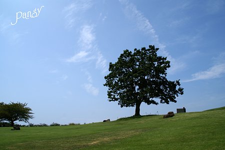 空と・・樹と・・♪