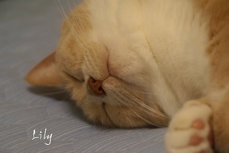 癒しの寝顔・・ Lily