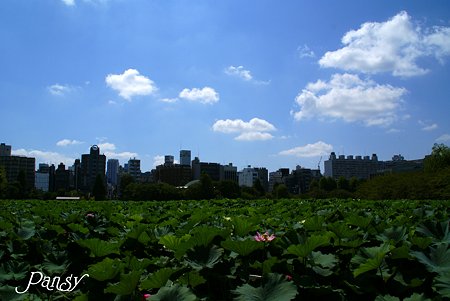 蓮の花咲く不忍池・・初秋の上野さんぽ~4
