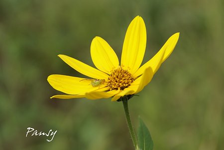 Yellow・・