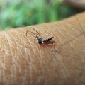 Photos: 蚊1707160006