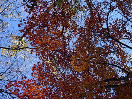 171106-16紅葉