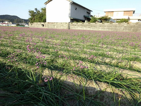 171110-48ラッキョの花