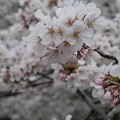 満開の桜2017.4.6