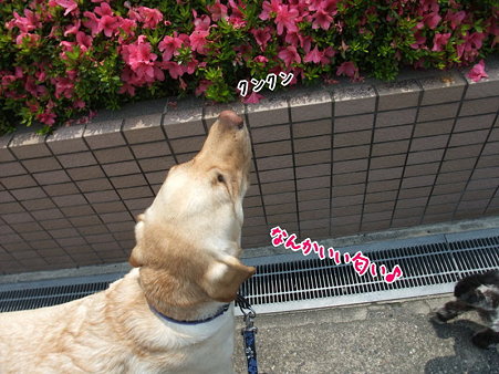 クンクン