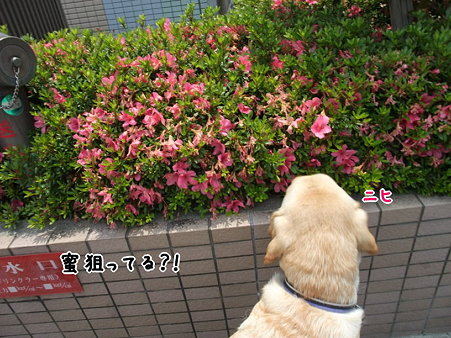 そう言えば子供の頃蜜吸ってた・・・