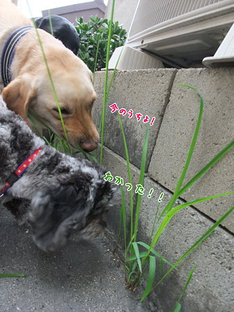 チームワーク