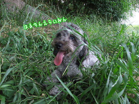 はるちんえらい