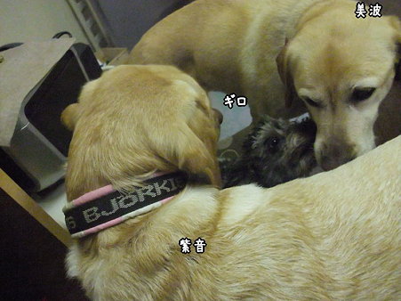 ギロッ