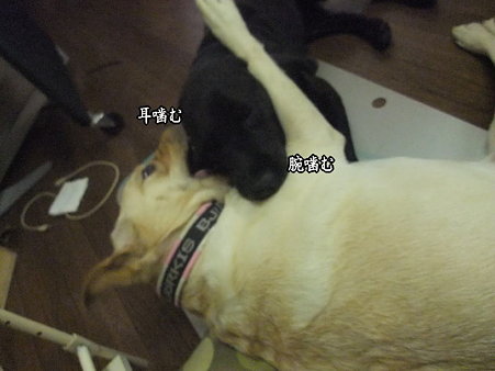 噛み合い
