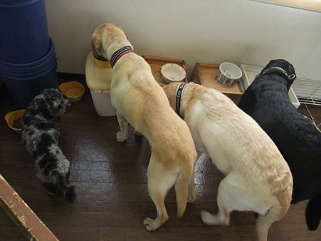 みんなで食べる最後のご飯