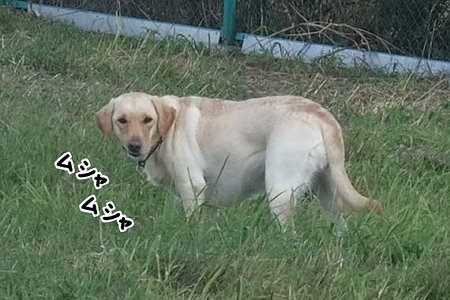 草を食う・・・