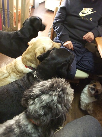 食べ物に群がる犬軍団