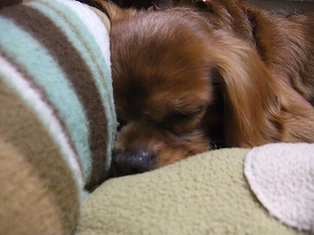 zzz・・・
