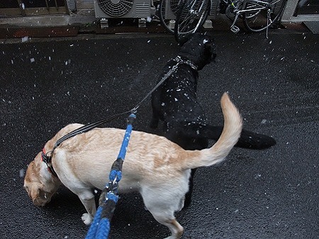 なんやこれ?!の犬達
