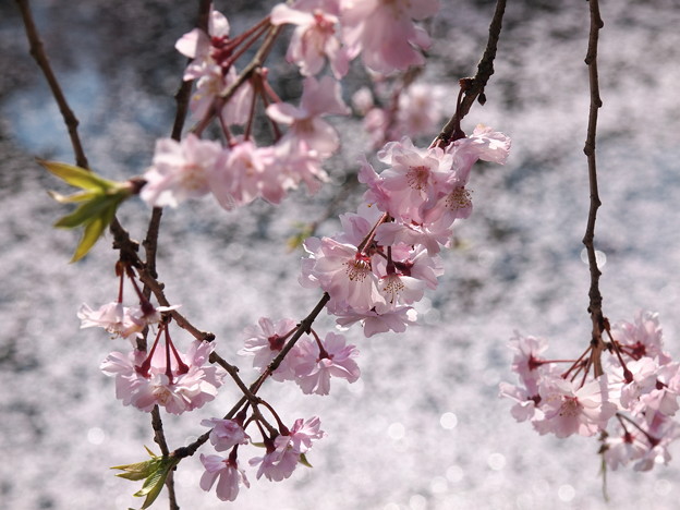 キラキラ輝く散った桜と枝垂れ桜