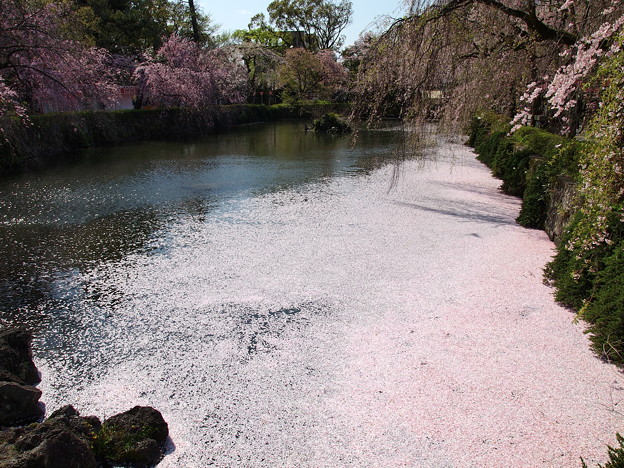 神池に散った桜の花びら