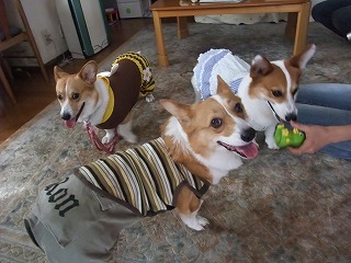 2009_0623朝から元気0026