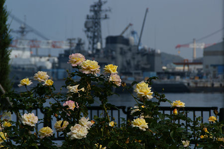 秋薔薇と軍艦!(091018)