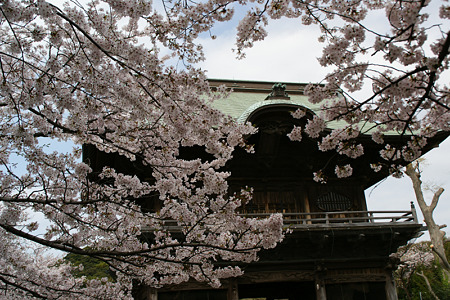 桜満開、称名寺の仁王門!(110410)