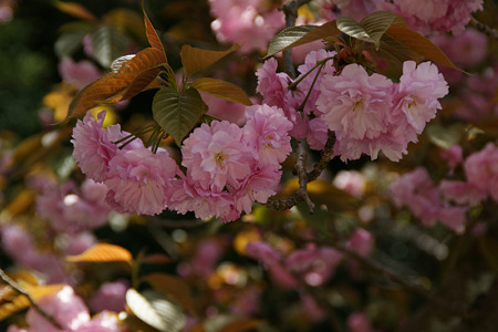 八重桜110417-856