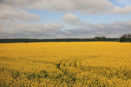 DPP_1069