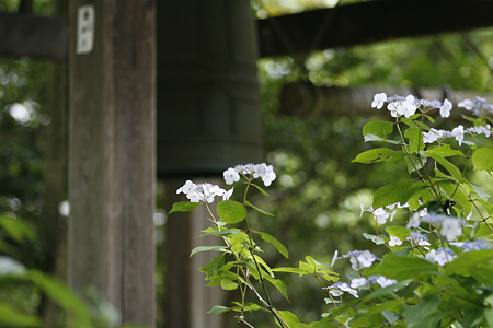 浄瑠璃寺 - 08