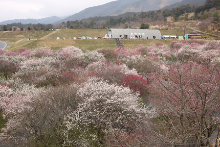 いなべ農業公園 (5)