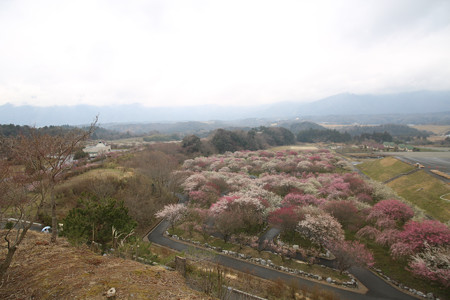 いなべ農業公園 (10)
