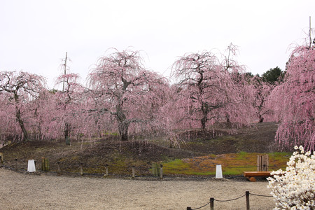 鈴鹿の森庭園 (12)