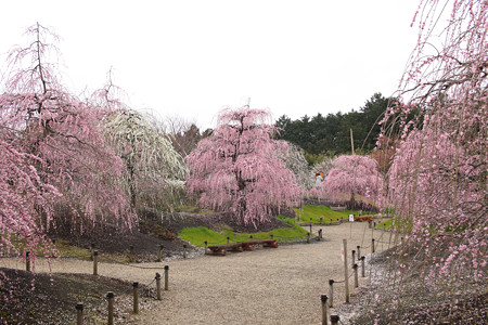 鈴鹿の森庭園 (14)
