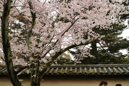 醍醐寺 (5)
