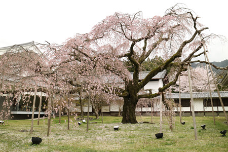 醍醐寺 (7)